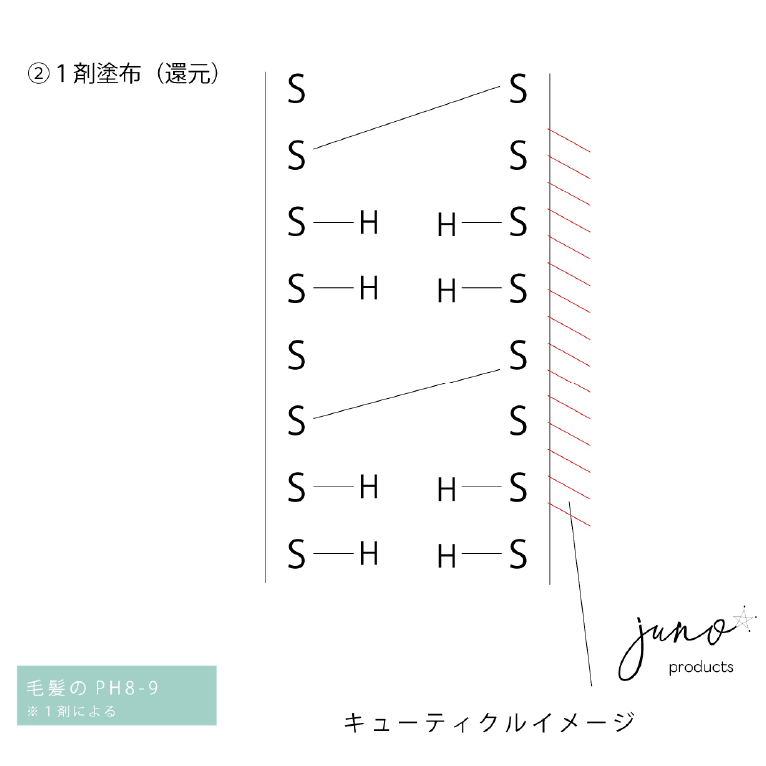 １剤塗布（還元）