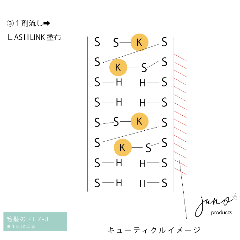 １剤流し→LASH LINK塗布