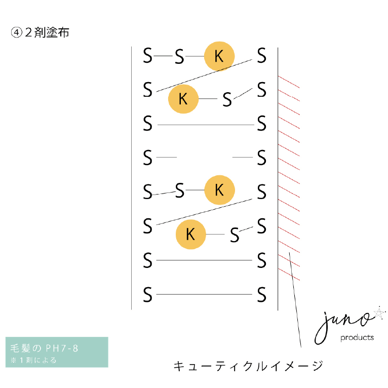 2剤塗布