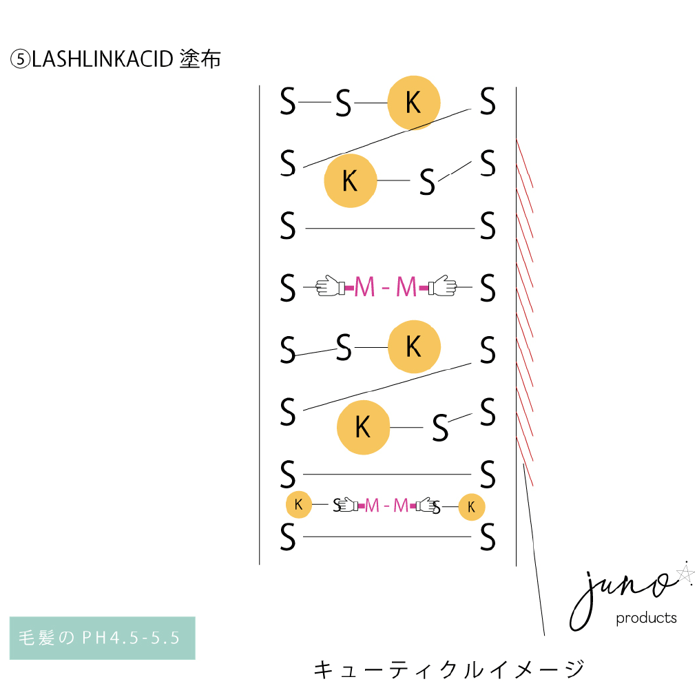 後処理LASH LINK ACID塗布